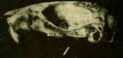 Oryzomys palustris skull lateral.png