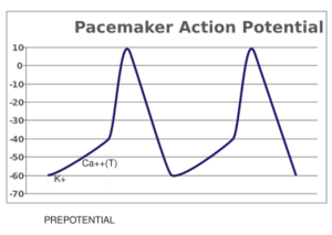 Pacemaker potential.svg