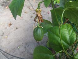 Passiflora herbertiana3.jpg