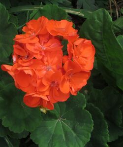 Pelargonium 'Rocky Mountain Orange'2.jpg