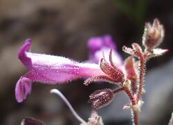 Penstemon rhizomatosus.jpg