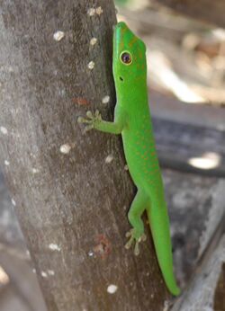 Phelsuma v-nigra ssp. anjouanensis.jpg