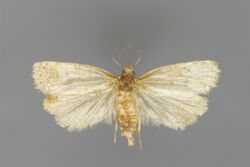 Phtheochroa inopiana-Salzburg, Thalgau-E-MK-22548a.jpg