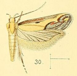 Pl.4-fig.30-Aspades hutchinsonella (Walsingham, 1891) (Gelechia).jpg