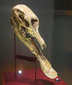 Platybelodon grangeri.jpg