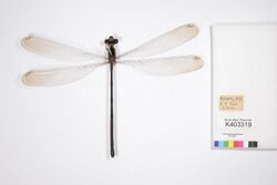 Podopteryx selysi female (11512974846).jpg