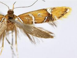 Promalactis dierli.JPG