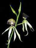 Prosthechea cochleata Orchi 17.jpg