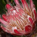 Protea venusta (red sugarbush) from the winter rain Karoo (35825127783).jpg