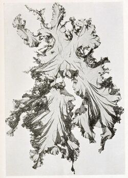 Protomonostroma undulatum as Monostroma areolatum in Setchell & Gardner 1920 plate 30.jpg