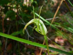 Pterostylis acuminata.jpg