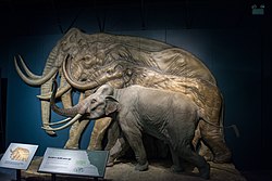 Pygmy mammoth model - Cleveland Museum of Natural History - 2014-12-26 (20426146573).jpg