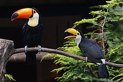 Adult toco toucan and smaller juvenile toco toucan perching on a branch