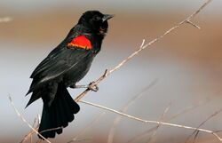 Red-wingedBlackbird-22OCT2016.jpg