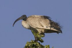 Sacred ibis (Threskiornis aethiopicus).jpg
