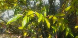 Salix taraikensis.jpg