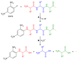 Sanger peptide end-group analysis.svg