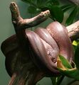 Savu python (Liasis mackloti savuensis).jpg
