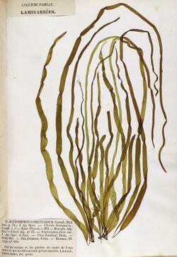 Herbarium specimen of "Scytosiphon lomentaria"