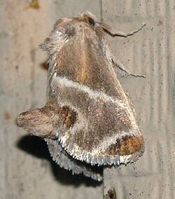 Shagreened Slug Moth (Apoda biguttata).jpg