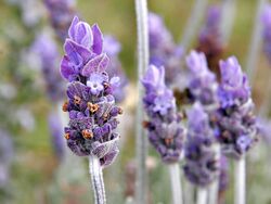 Single lavender flower02.jpg