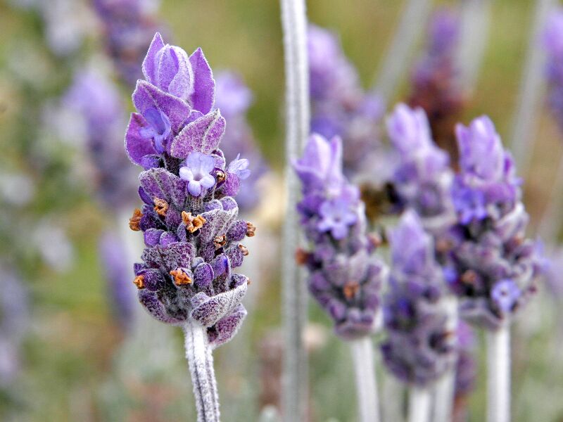 File:Single lavender flower02.jpg