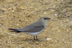 Small pratincole (Glareola lactea).jpg