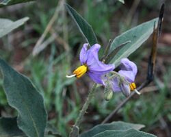 Solanum campylacanthum 2.jpg