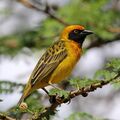 Speke's weaver (Ploceus spekei).jpg