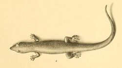 Sphaerodactylus cinereus 01-Barbour 1921.jpg