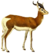 The book of antelopes (1894) Gazella mhorr (white background).png