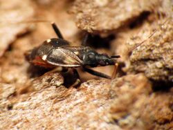 Tiny Mirid Bug - Flickr - treegrow.jpg