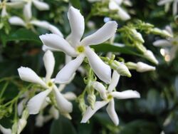 Trachelospermum jasminoides flowers.jpg