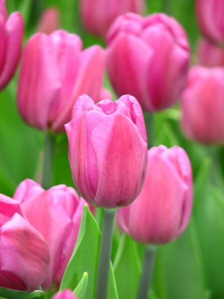 File:Tulip cv. 26.JPG
