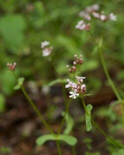 Valerianella ozarkana.jpg