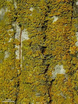 Xanthomendoza weberi - Flickr - pellaea.jpg