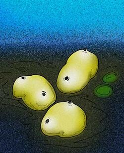 Yarnemia acidiformis.jpg