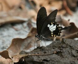 Yellow Helen Papilio nephelus at Jayanti, Duars, West Bengal W IMG 5403.jpg