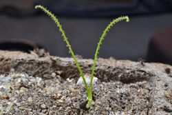 Young Drosophyllum (12374955755).jpg