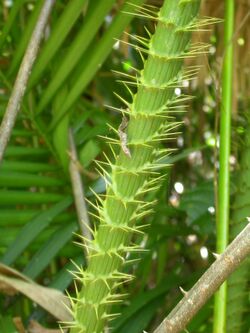 084 Calamus moti (Arecaceae), Tully Gorge, Queensland (14951428908).jpg