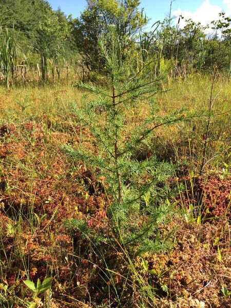 File:2015-08-20 17 12 36 Tamarack seedling in a sphagnum bog adjacent to Taborton Road (Rensselaer County Route 42) in Sand Lake, New York.jpg