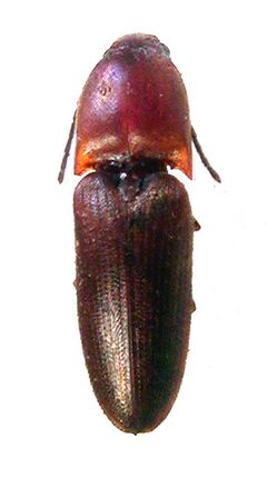 Abelater sanguinicollis (Schwarz).JPG