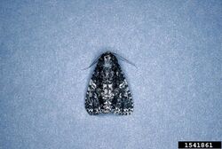 Acronicta afflicta2.jpg