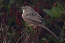 Afghan Babbler.jpg