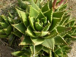 Aloe nobilis 2c.jpg