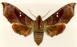Altijuba oktediensis holotype (Lachlan) female upperside.jpg