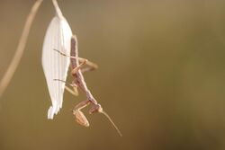 A small preying mantis hanging from an a white flower