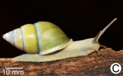 Amphidromus givenchyi.png