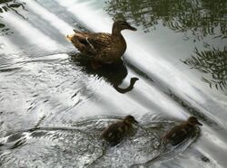 Anas platyrhynchos with ducklings reflecting water.jpg