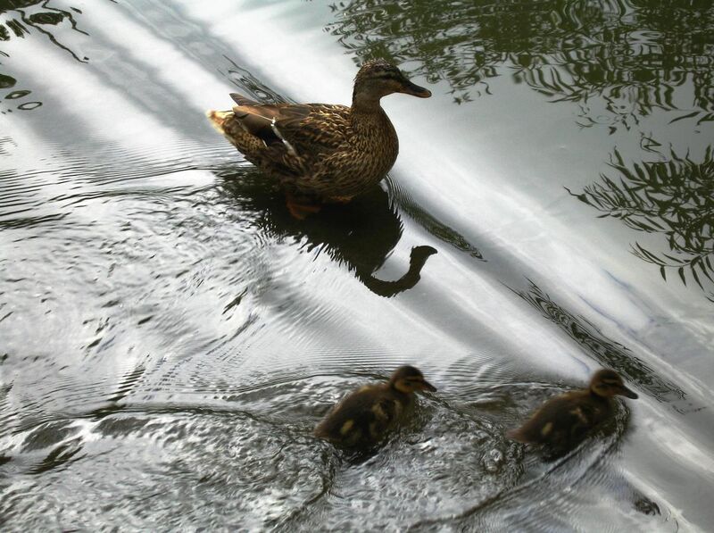 File:Anas platyrhynchos with ducklings reflecting water.jpg